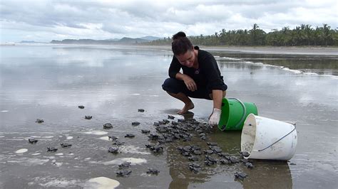 Turtle Conservation In Costa Rica Volunteer With Sea Turtles Oyster
