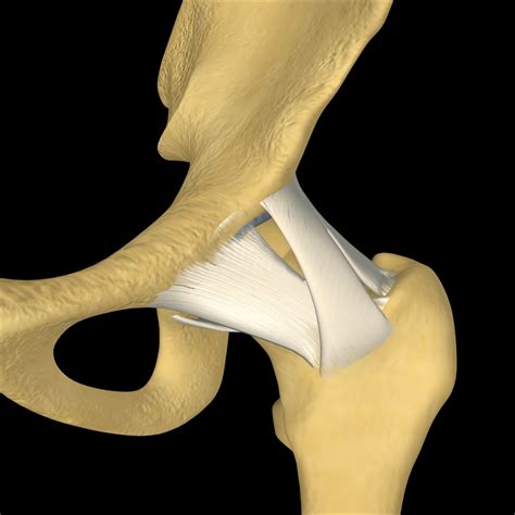 What Are The Ligaments Of The Hip Joint