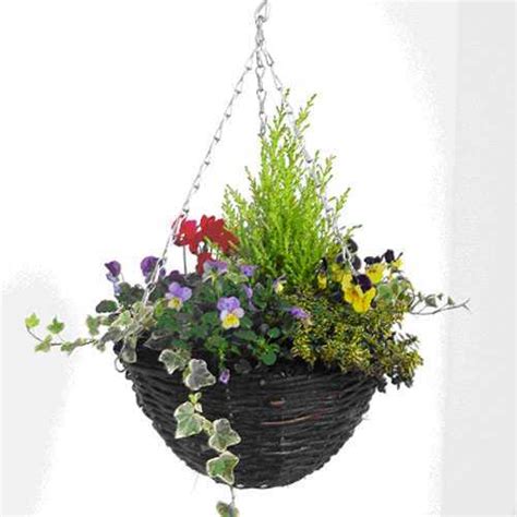 Cheap Planted Winter Hanging Baskets Online Buy Winter Hanging