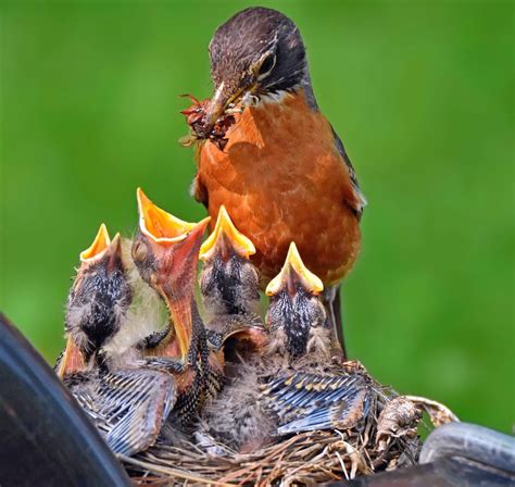 Watch Baby Birds With Nest Cams And In Your Backyard Birds And Blooms