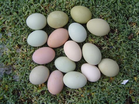 Assorted Eggs Ameraucana Chicken Eggs Ameraucana Chicken Best Egg
