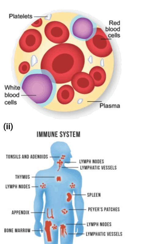 Functions Of The Blood Lymphatic And Immune System 24wikiss