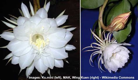 Queen Of The Night Cactus Epiphyllum Oxypetalum Plant Care And