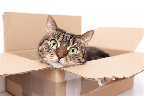 Why Do Cats Like Boxes Gilbertsville Veterinary Hospital