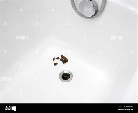 Closeup Of A Cat Poo In A Bath Next To The Drain Stock Photo Alamy