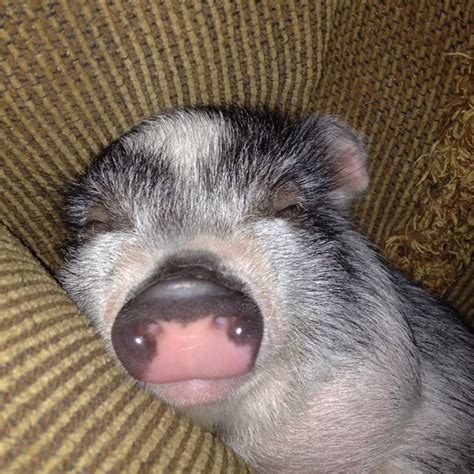 Kiss That Snout Cute Pigs Mini Pigs Mini Pig Pet