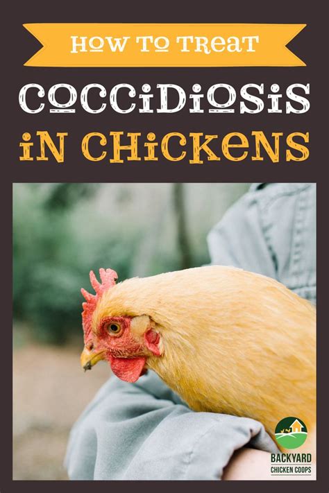 Coccidiosis In Chickens Prevention Symptoms And Treatment Tips
