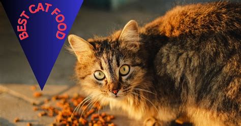 10 Best Cat Foods Providing Optimal Nutrition For Your Feline