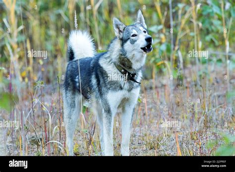 West Siberian Taiga Hi Res Stock Photography And Images Alamy