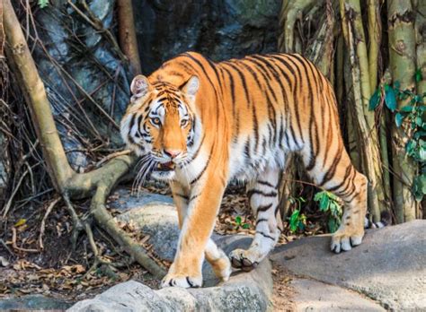 Tiger Animal In Jungle Stock Image Everypixel