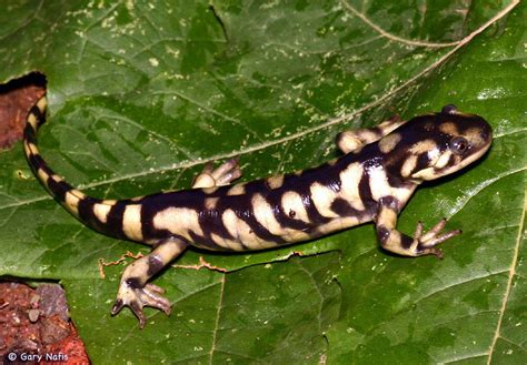 Western Tiger Salamander Ambystoma Mavortium