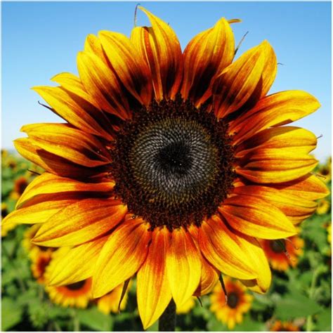 Image Result For Sunflower Sunflower Pictures Growing Sunflowers