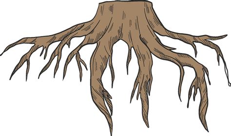 Cartoon Tree With Roots Transparent Background Tree Root Tree My XXX
