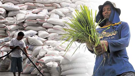 Rice Imports Group Says Ph Farmers Consumers Both Lose Inquirer News