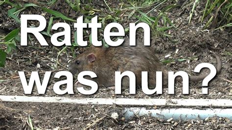 In erster linie geht es darum die ratten mit unangenehmen gerüchen zu konfrontieren, die die tiere veranlassen sollen ihr revier zu verlassen. Ratten Im Garten