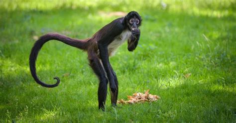 Spider Monkey vs Howler Monkey: What Are The Differences? - Wiki Point