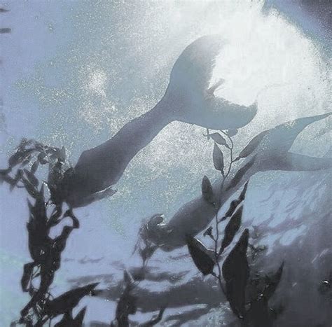 Mermaids | Ocean, Fantasy, Mermaid