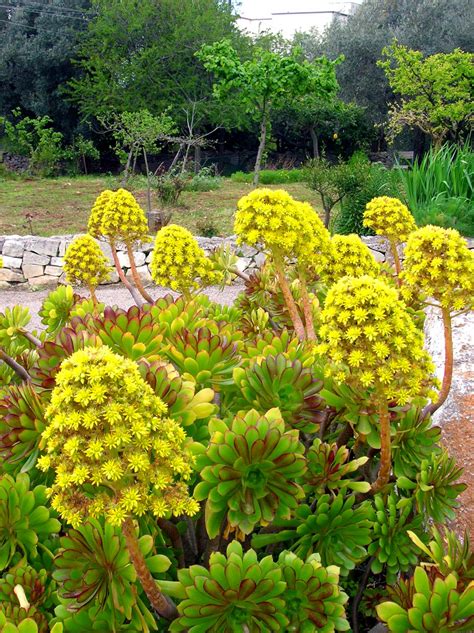 Un giardino color oro la lobivia è una pianta grassa, globosa, ora confluita nel genere echinopsis. Fiori gialli Foto % Immagini| piante, fiori e funghi, animlii, natura Foto su fotocommunity