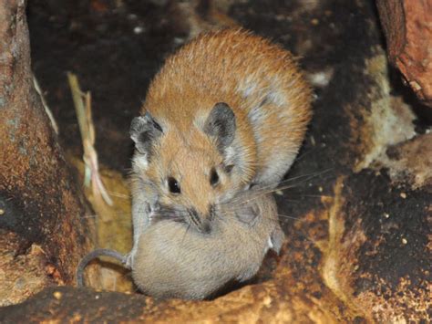Acomys Russatus Golden Spiny Mouse In Biblical Zoological Garden