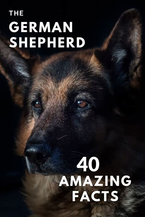 The German Shepherd Dog Breed 40 Amazing Facts Waggy Tales