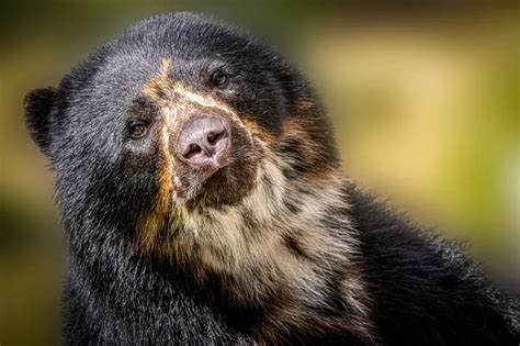Spectacled Bear Is This Animal Endangered