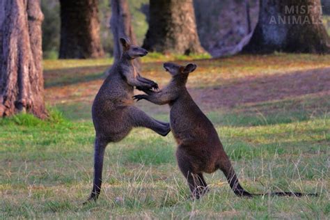 Are Kangaroos Dangerous How They Attack People And Pets