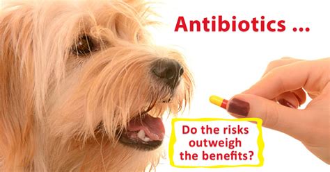 Antibiotic treatment can last around 4 weeks or more. Three Things Every Dog Owner Should Know About Antibiotics ...