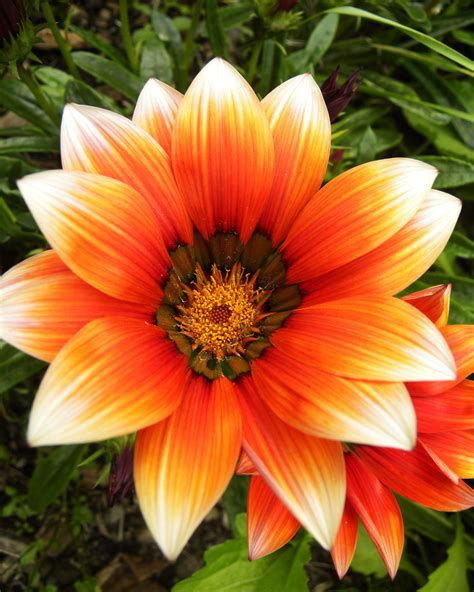 Orange Summer Flowers In 2023 Summer Flowers Flower Images Amazing