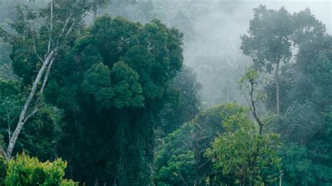 6 Hutan Di Indonesia Yang Terkenal Angker Ceritanya Bikin Merinding