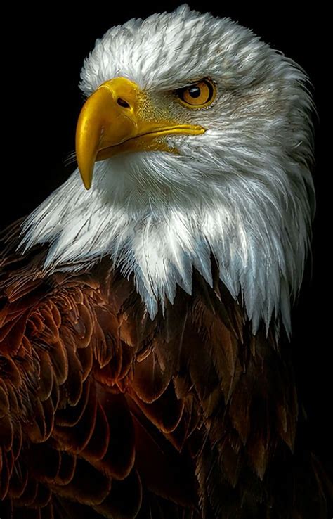 Twitter Eagle Images Bald Eagle Photography Eagle Wallpaper