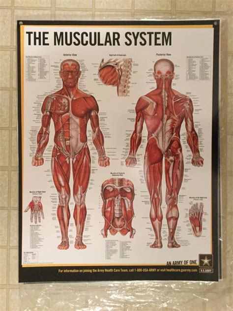 Major Muscles Anatomy Wall Chart Poster Combo Posters Chartex Ltd My Xxx Hot Girl
