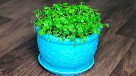 How To Grow Coriander In A Containerpot At Home How To Grow Cilantro