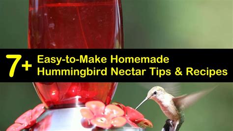 Hummingbird Food Recipe No Boil Besto Blog