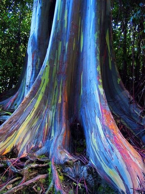 Treeeucalyptusbarkcolorful Trees Pinterest