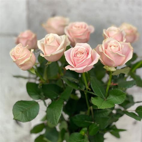 10 Rosa Sweet Avalanche Nova Blooms Uk