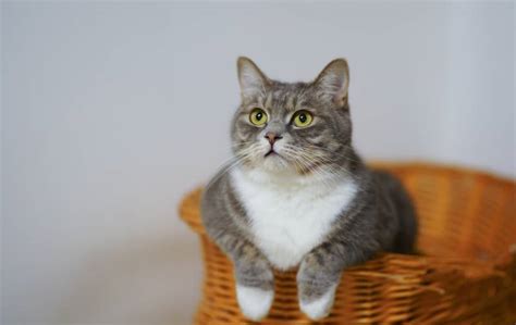 Either of these scenarios are a cause for worry and will result in the cat losing weight. How To Put Weight On A Diabetic Cat - Full Guide | All ...