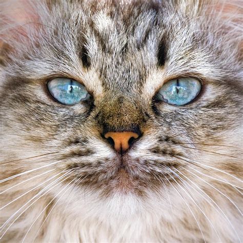 Close Up Of Cat Face By Daniele Carotenuto Photography