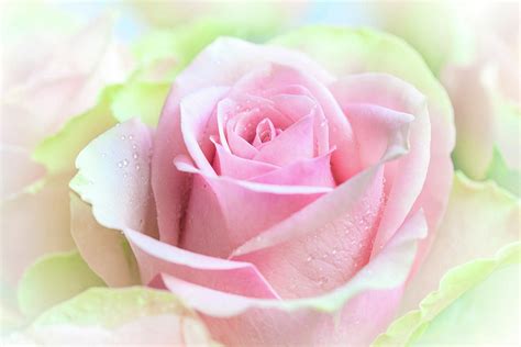 Beautiful Rose Flower Closeup For Romantic 1background Photograph By