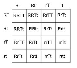 How do i create a punnett square? PUNNETT SQUARES - genetics