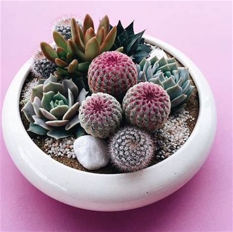 Want to learn more about gardening and house plants? Mini Cactus Gardens That Will Leave You Speechless