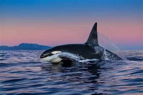National Geographic Pictures Of Orcas
