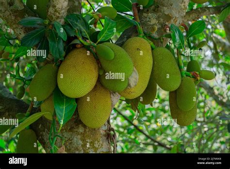 Jackfruit Or Jack Tree Artocarpus Heterophyllus Numerous Green Young