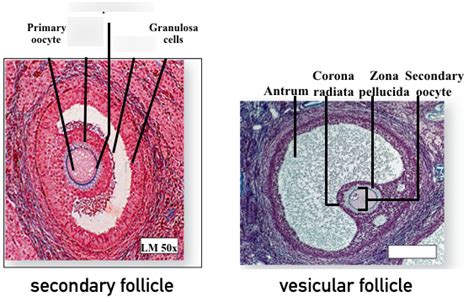 Female Secondary And Vesicular Follicles Diagram Quizlet