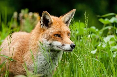 Do We Really Need To Control Foxes In The Uk Discover Wildlife