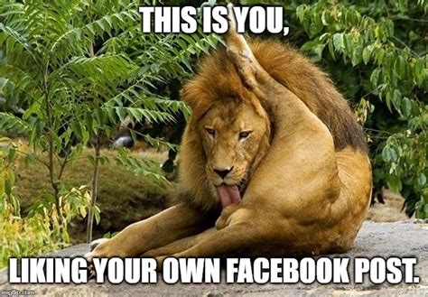 Lion Licking His Fb Post Imgflip