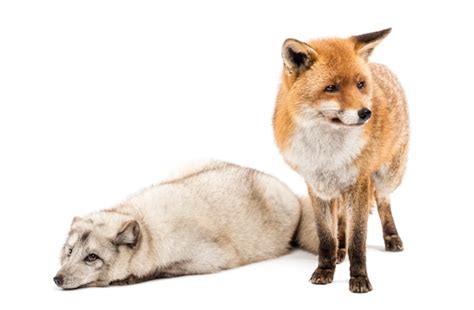 Le Renard Roux Vulpes Vulpes Debout Et Le Renard Arctique Vulpes