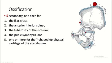 Ossification Of Hip Bone Scapula Vertebra Sternum And Clavicle Youtube
