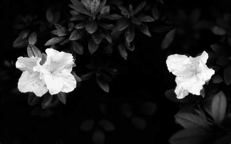 Black And White Flower Desktop Wallpaper