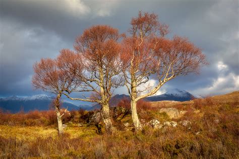 Three Trees Scottish Highlands A Beautiful Blustery Afte Flickr