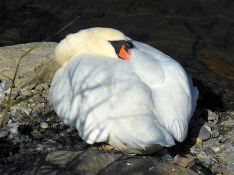 Free Images Nature Wing White Wildlife Beak Fauna Plumage Swan